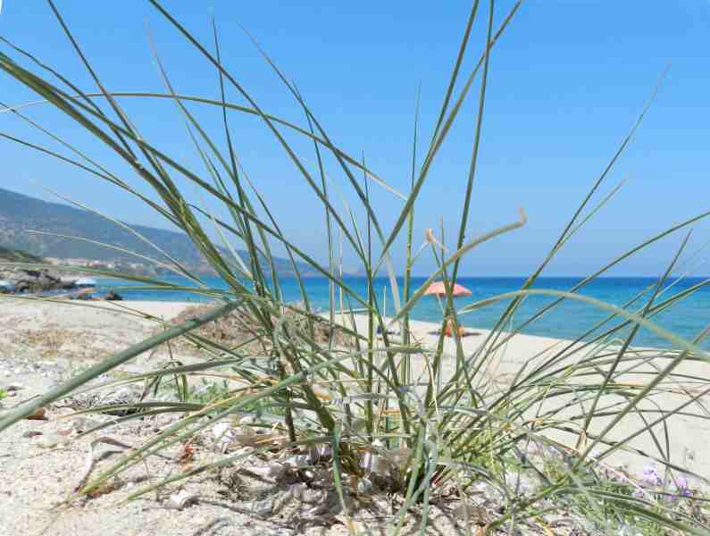 Sparto delle dune ???